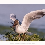 Mouette rieuse - Chroicocephalus ridibundus - Black-headed Gull - Saison : Printemps - Lieu : Le Crotoy, Baie de Somme, Somme, Hauts-de-France, France.