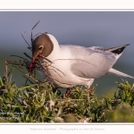 Mouette rieuse - Chroicocephalus ridibundus - Black-headed Gull - Saison : Printemps - Lieu : Le Crotoy, Baie de Somme, Somme, Hauts-de-France, France.