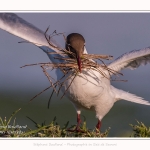 Mouette rieuse - Chroicocephalus ridibundus - Black-headed Gull - Saison : Printemps - Lieu : Le Crotoy, Baie de Somme, Somme, Hauts-de-France, France.