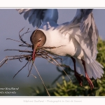 Mouette rieuse - Chroicocephalus ridibundus - Black-headed Gull - Saison : Printemps - Lieu : Le Crotoy, Baie de Somme, Somme, Hauts-de-France, France.
