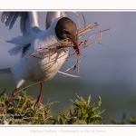 Mouette rieuse - Chroicocephalus ridibundus - Black-headed Gull - Saison : Printemps - Lieu : Le Crotoy, Baie de Somme, Somme, Hauts-de-France, France.