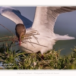 Mouette rieuse - Chroicocephalus ridibundus - Black-headed Gull - Saison : Printemps - Lieu : Le Crotoy, Baie de Somme, Somme, Hauts-de-France, France.