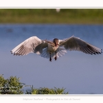 Mouette rieuse - Chroicocephalus ridibundus - Black-headed Gull - Saison : Printemps - Lieu : Le Crotoy, Baie de Somme, Somme, Hauts-de-France, France.