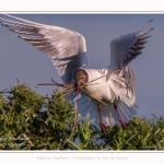 Mouette rieuse - Chroicocephalus ridibundus - Black-headed Gull - Saison : Printemps - Lieu : Le Crotoy, Baie de Somme, Somme, Hauts-de-France, France.