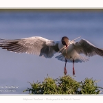 Mouette rieuse - Chroicocephalus ridibundus - Black-headed Gull - Saison : Printemps - Lieu : Le Crotoy, Baie de Somme, Somme, Hauts-de-France, France.