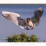 Mouette rieuse - Chroicocephalus ridibundus - Black-headed Gull - Saison : Printemps - Lieu : Le Crotoy, Baie de Somme, Somme, Hauts-de-France, France.