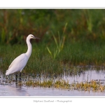 Aigrette_garzette_09_09_2015_001-border