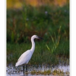 Aigrette_garzette_09_09_2015_002-border