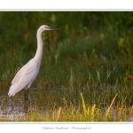Aigrette_garzette_09_09_2015_004-border