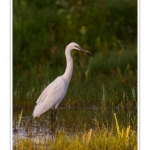 Aigrette_garzette_09_09_2015_005-border