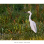 Aigrette_garzette_09_09_2015_010-border