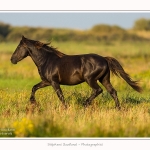 Etalon_noir_23_08_2015_004-border
