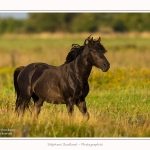 Etalon_noir_23_08_2015_005-border