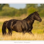 Etalon_noir_23_08_2015_008-border