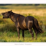 Etalon_noir_23_08_2015_010-border
