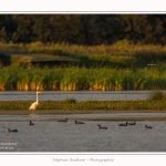 Grande_Aigrette_23_08_2015_001-border