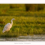 Grande_Aigrette_23_08_2015_002-border