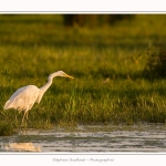 Grande_Aigrette_23_08_2015_003-border