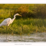 Grande_Aigrette_23_08_2015_005-border