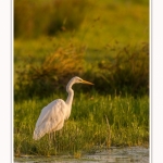 Grande_Aigrette_23_08_2015_006-border