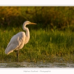 Grande_Aigrette_23_08_2015_009-border