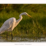 Grande_Aigrette_23_08_2015_010-border