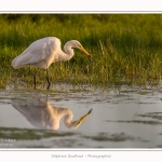 Grande_Aigrette_23_08_2015_011-border