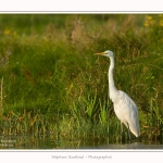 Grande_Aigrette_23_08_2015_012-border