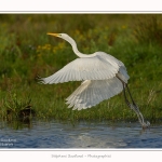 Grande_Aigrette_23_08_2015_013-border