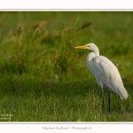 Grande_Aigrette_23_08_2015_014-border