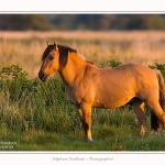 Henson_23_08_2015_002-border