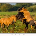 Henson_23_08_2015_003-border