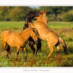 Henson_23_08_2015_004-border