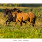 Henson_23_08_2015_005-border