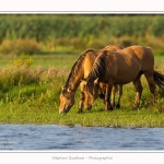 Henson_23_08_2015_006-border