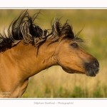 Henson_23_08_2015_007-border