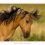 Henson_23_08_2015_008-border