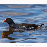 Poule_d_eau_23_08_2015_001-border