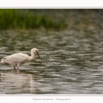 Spatule_23_08_2015_001-border