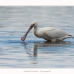 Spatule_23_08_2015_004-border
