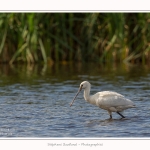 Spatule_23_08_2015_017-border
