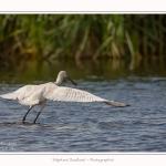 Spatule_23_08_2015_018-border