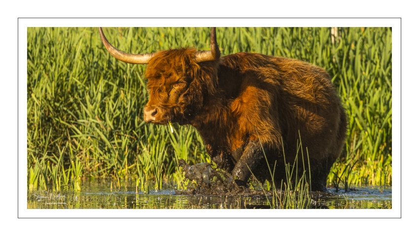 Vaches Higland Cattle dans le marais du Crotoy