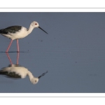 Échasse blanche (Himantopus himantopus - Black-winged Stilt)