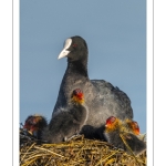 Foulque macroule (Fulica atra - Eurasian Coot) - Nourrissage des jeunes