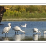 Spatules blanches au marais du Crotoy