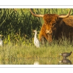 Hérons garde-boeufs et vaches Higland Cattle au marais du Crotoy