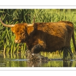 Vaches Higland Cattle dans le marais du Crotoy