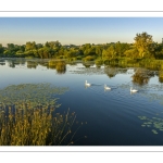 Les marais de la Somme entre Long et Longpré-les-Corps-Saints