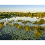 Les marais de la Somme entre Long et Longpré-les-Corps-Saints